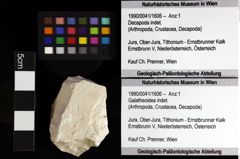 Foto (Objket + Etiketten) von Goniodromites bidentatus (Reuss, 1858) 